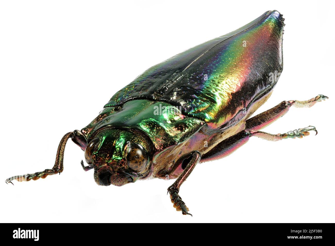 Lot of 10 Kei Island Jewel Beetle Cyphogastra javanica FAST FROM USA 