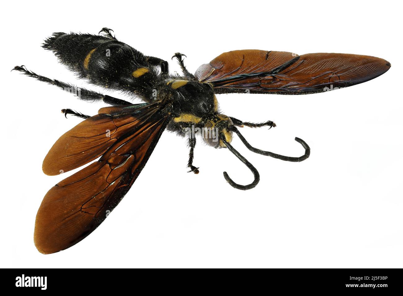 Megascolia procer hi-res stock photography and images - Alamy