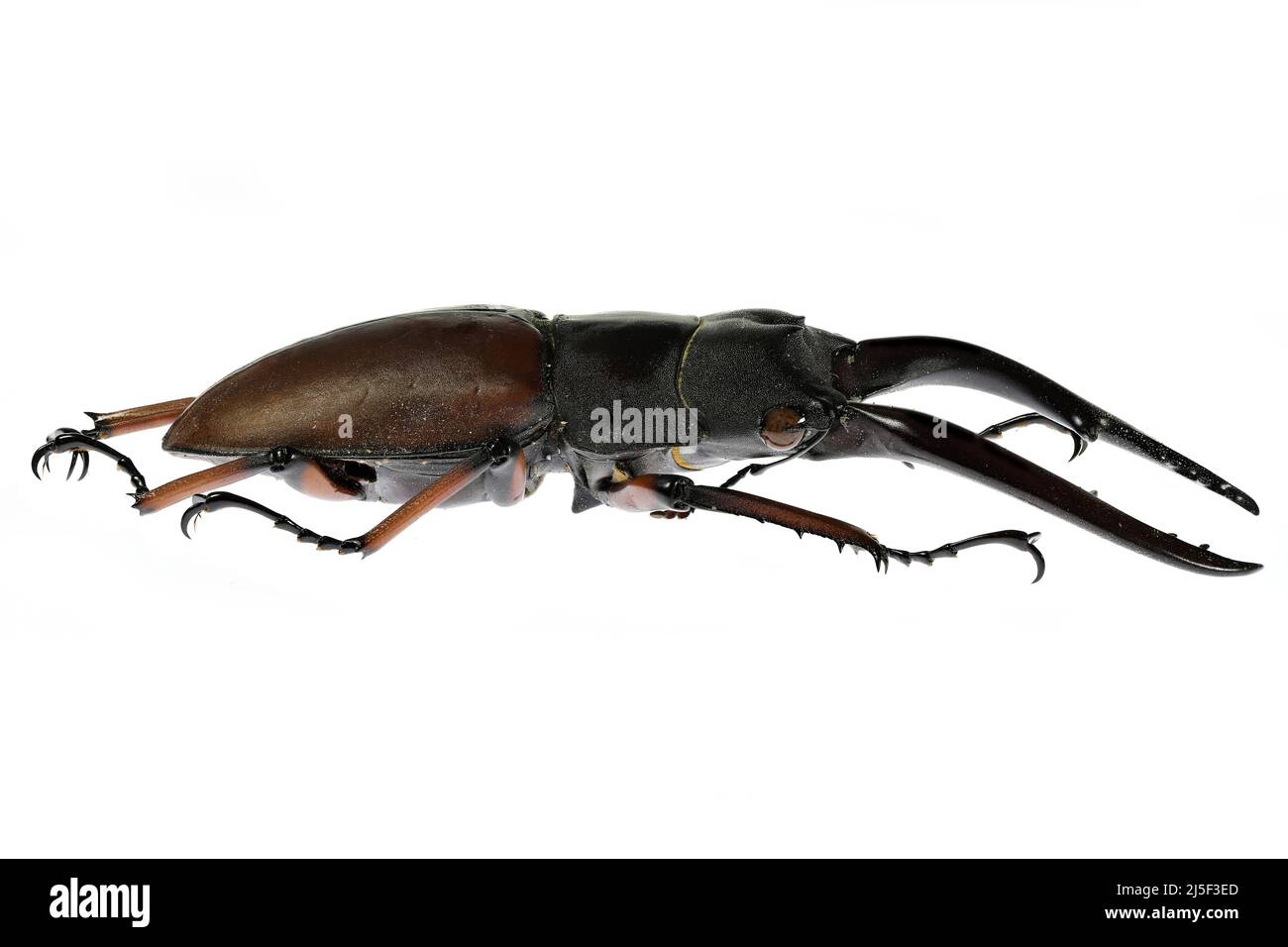stag beetle (Prosopocoilus astacoides castan) isolated on white background Stock Photo