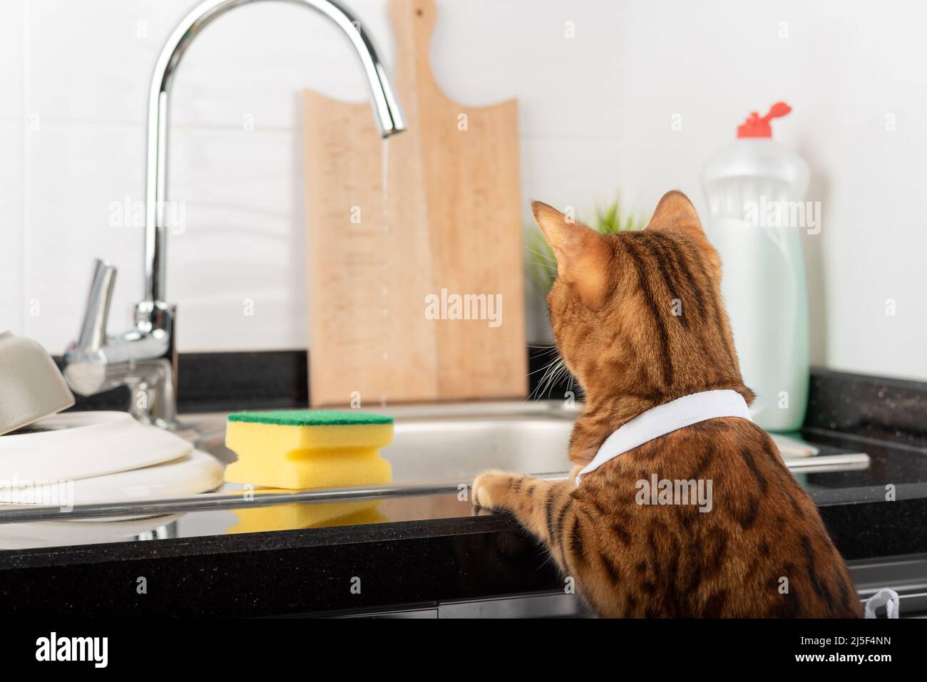 Bengal cat washes dishes in the sink in the kitchen. Household chores. Stock Photo