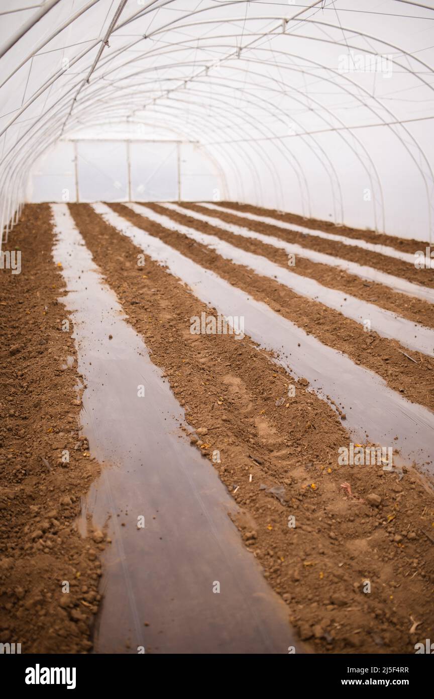 The greenhouse with a modern irrigation system ready for planting fresh organic vegetables. Stock Photo