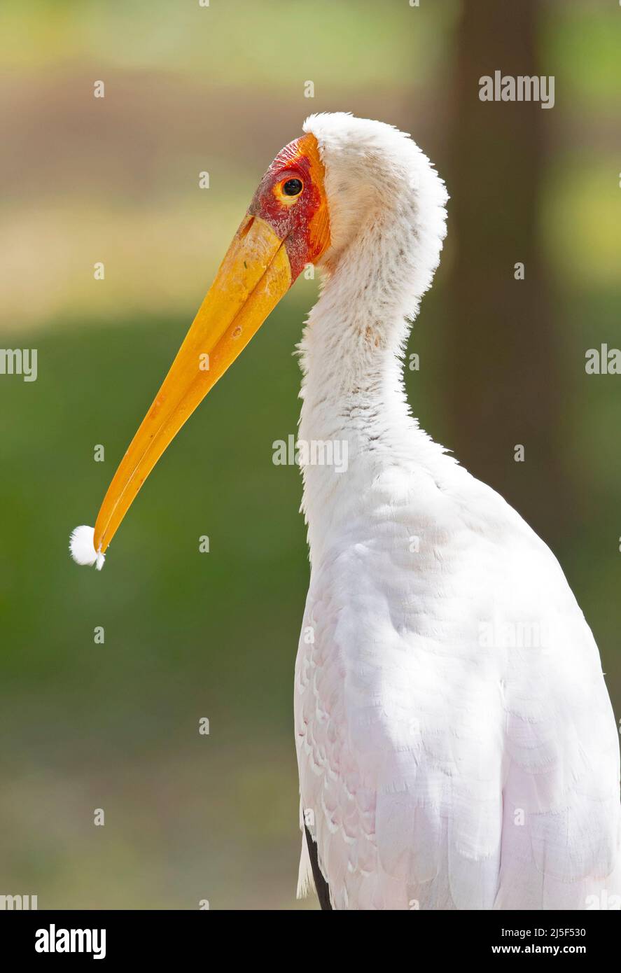 A portrait of a yellow-billed stork (Mycteria ibis) Stock Photo