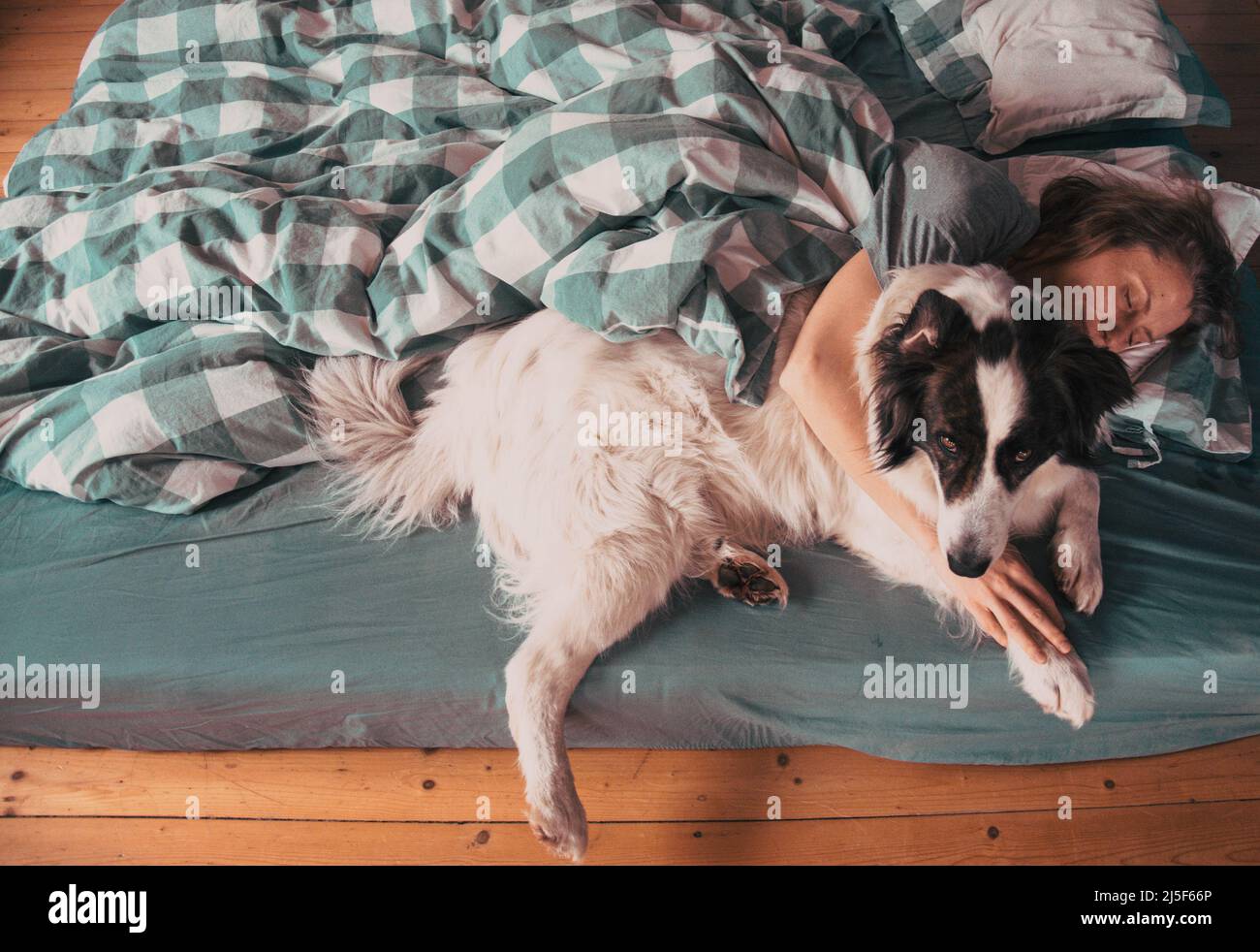 woman and cute white dog sleeping in bed Stock Photo - Alamy