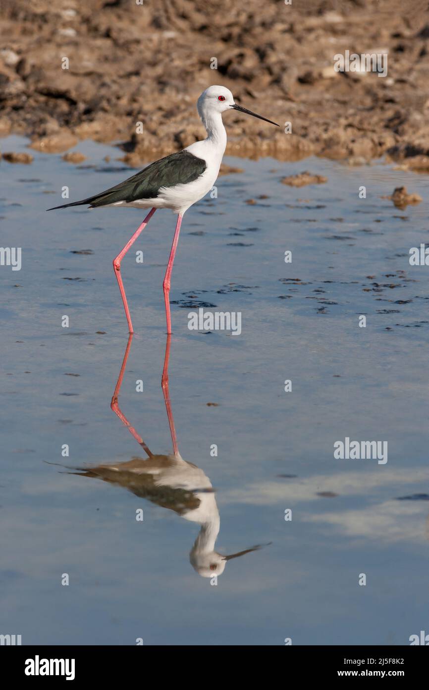 A black-winged stilt (Himantopus himantopus) in the Al Wasit Wetland Nature Reserve in Sharjah in the United Arab Emirates. Stock Photo