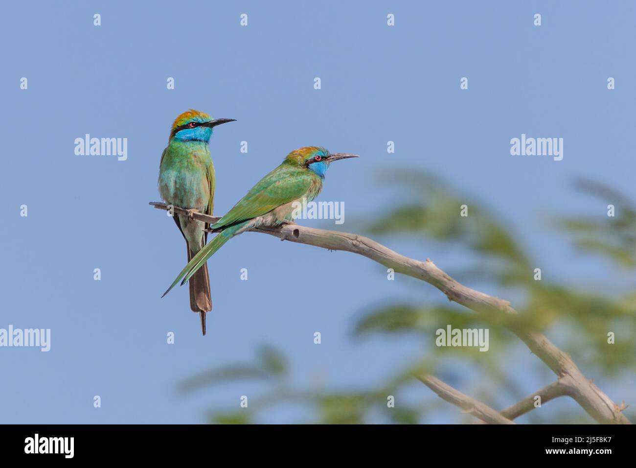 A pair of Arabian green bee-eaters (Merops cyanophrys) in the Al Wasit Wetland Nature Reserve in Sharjah in the United Arab Emirates. Stock Photo