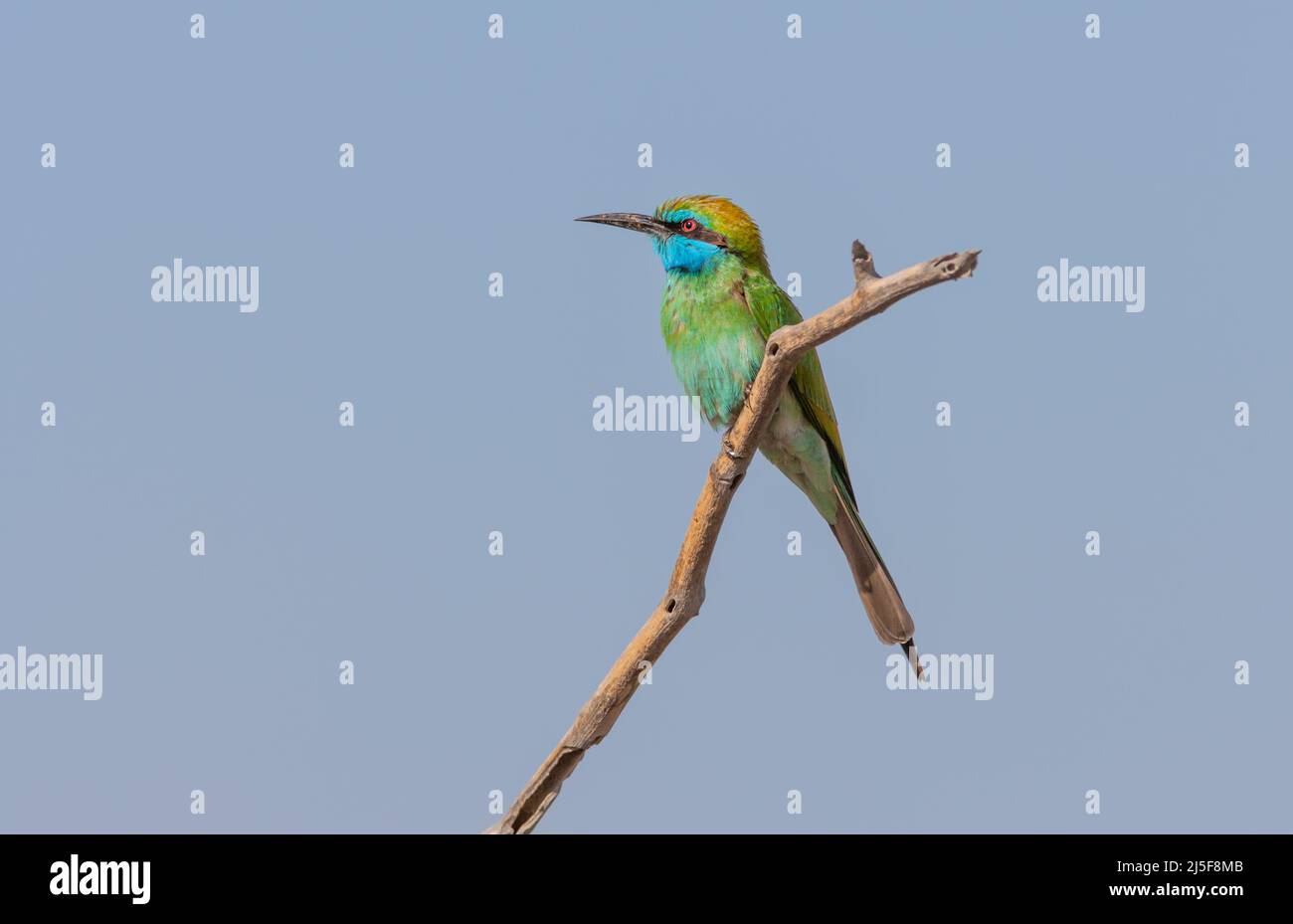An Arabian green bee-eater (Merops cyanophrys) in the Al Wasit Wetland Nature Reserve in Sharjah in the United Arab Emirates. Stock Photo
