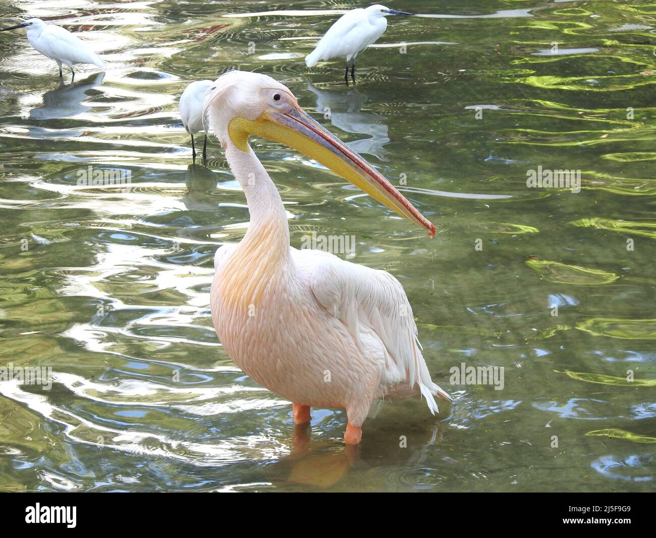 The great white pelican also known as rosy and eastern pelican in a shallow lake, the scientific