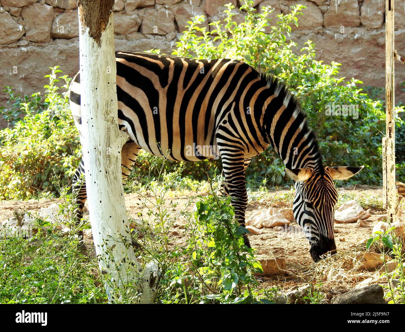 A wild zebra animal eating in a grass land, Zebras are African equines with distinctive black and white striped coats with three types Stock Photo