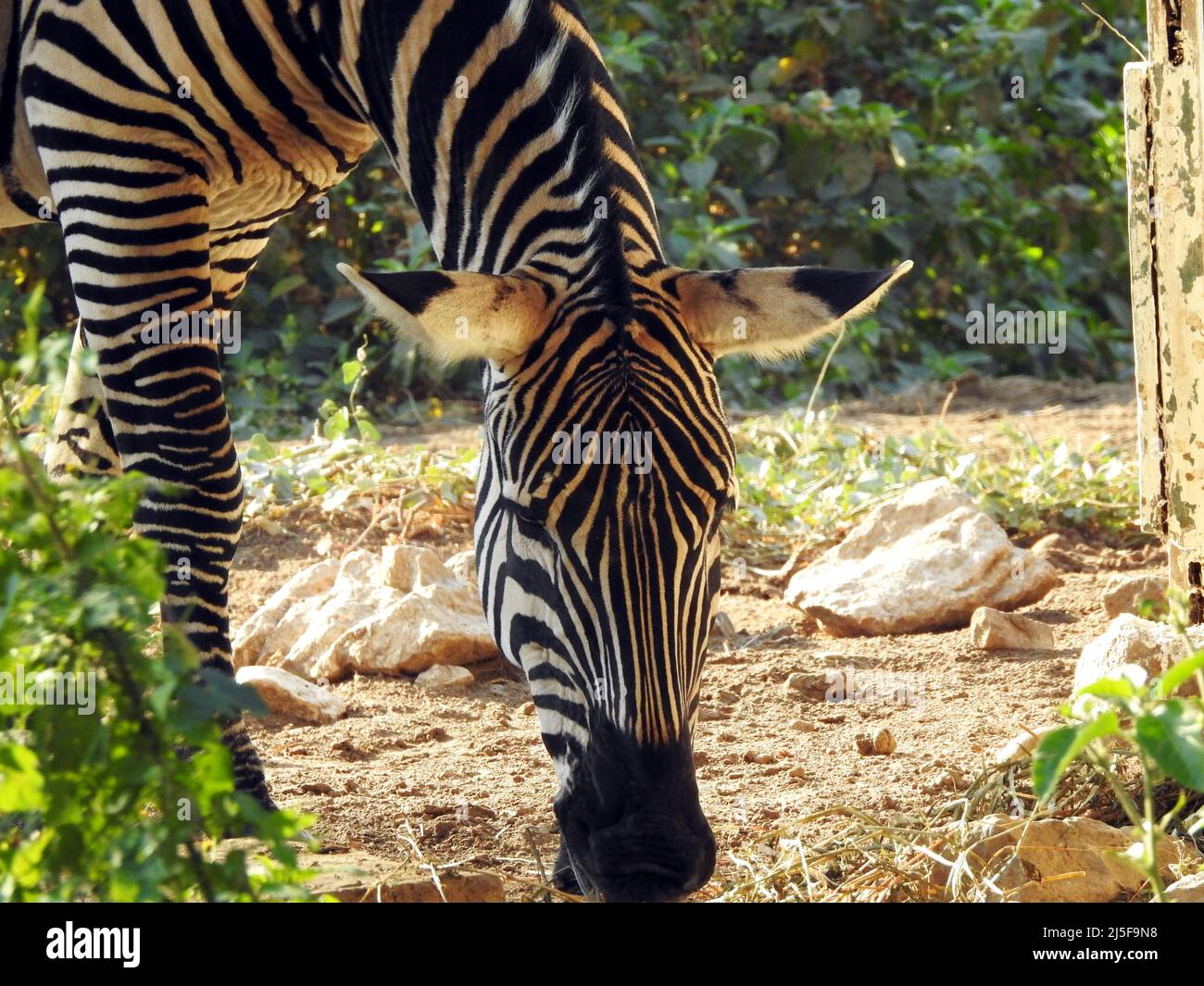 A wild zebra animal eating in a grass land, Zebras are African equines with distinctive black and white striped coats with three types Stock Photo