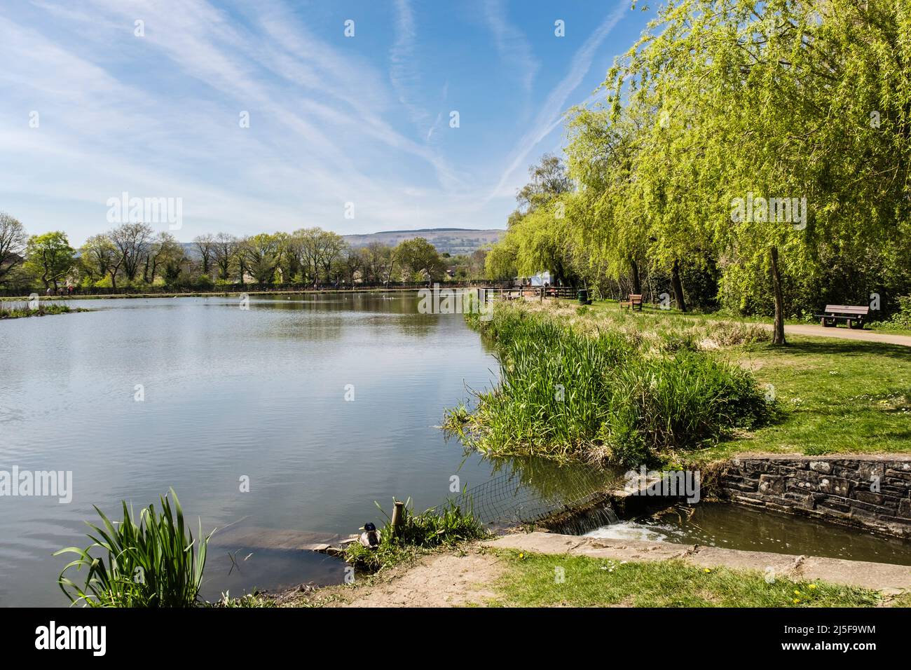 View across tranquil water of Cwmbran Boating Lake. Cwmbran, Gwent, South Wales, UK, Britain Stock Photo