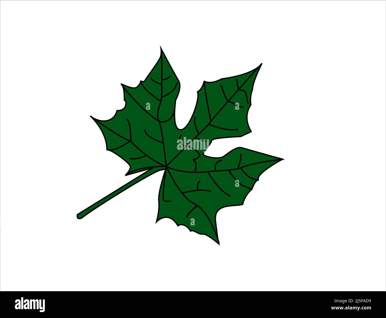 Tropical leaf collection. Vector elements on a white background. Stock Vector