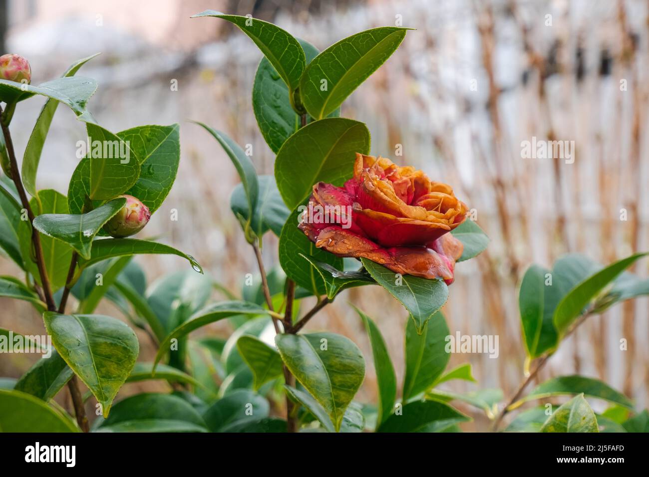 macro single bud of beautiful orange Camellia flower. spring gardening on defocused natural background Stock Photo