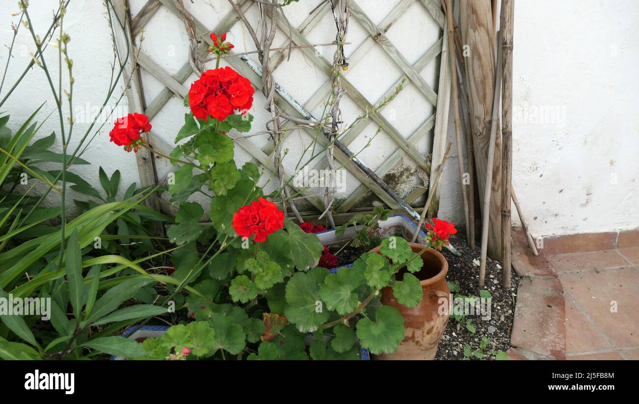 Red geraniums flowering in private Andalusian village back garden Stock Photo