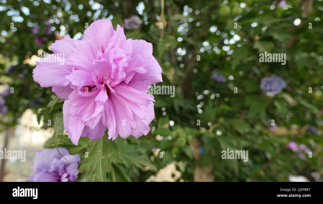 Pink and purple flowers on large tree in Andalusian village garden Stock Photo