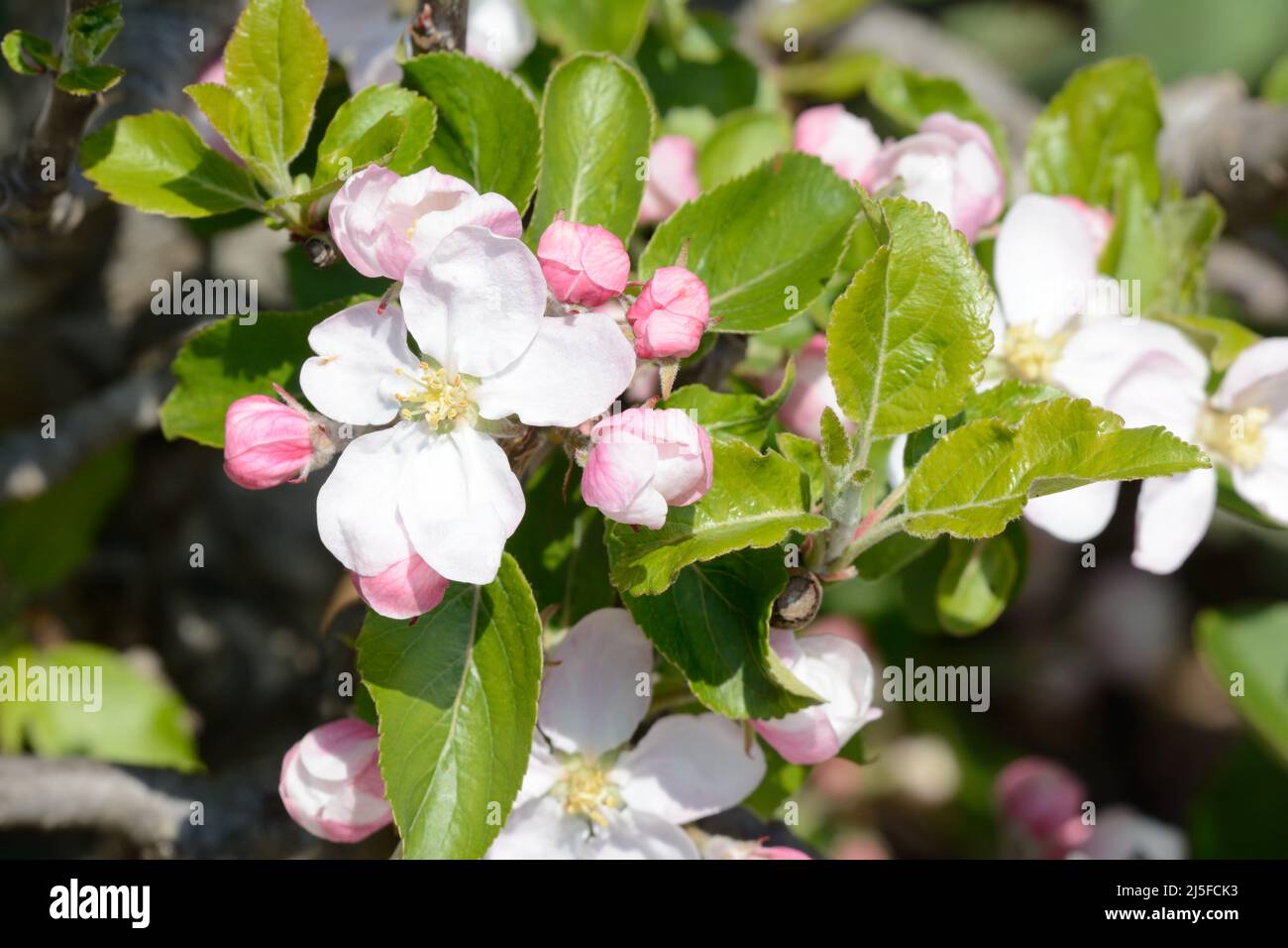 Pink flowers blossom of Malus domestica Fiesta red  desert apple Stock Photo