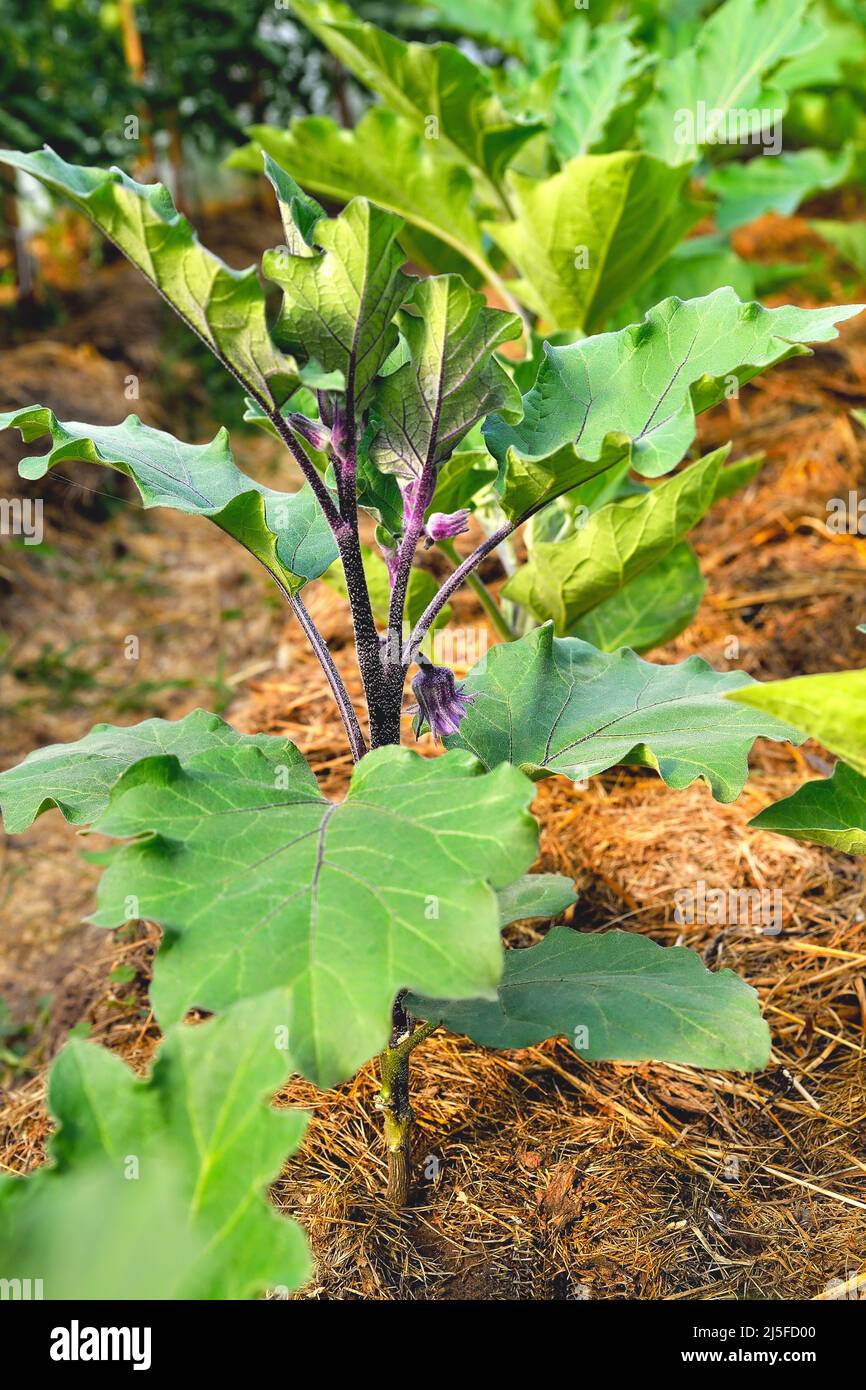 Eggplant seedling plant hires stock photography and images Alamy