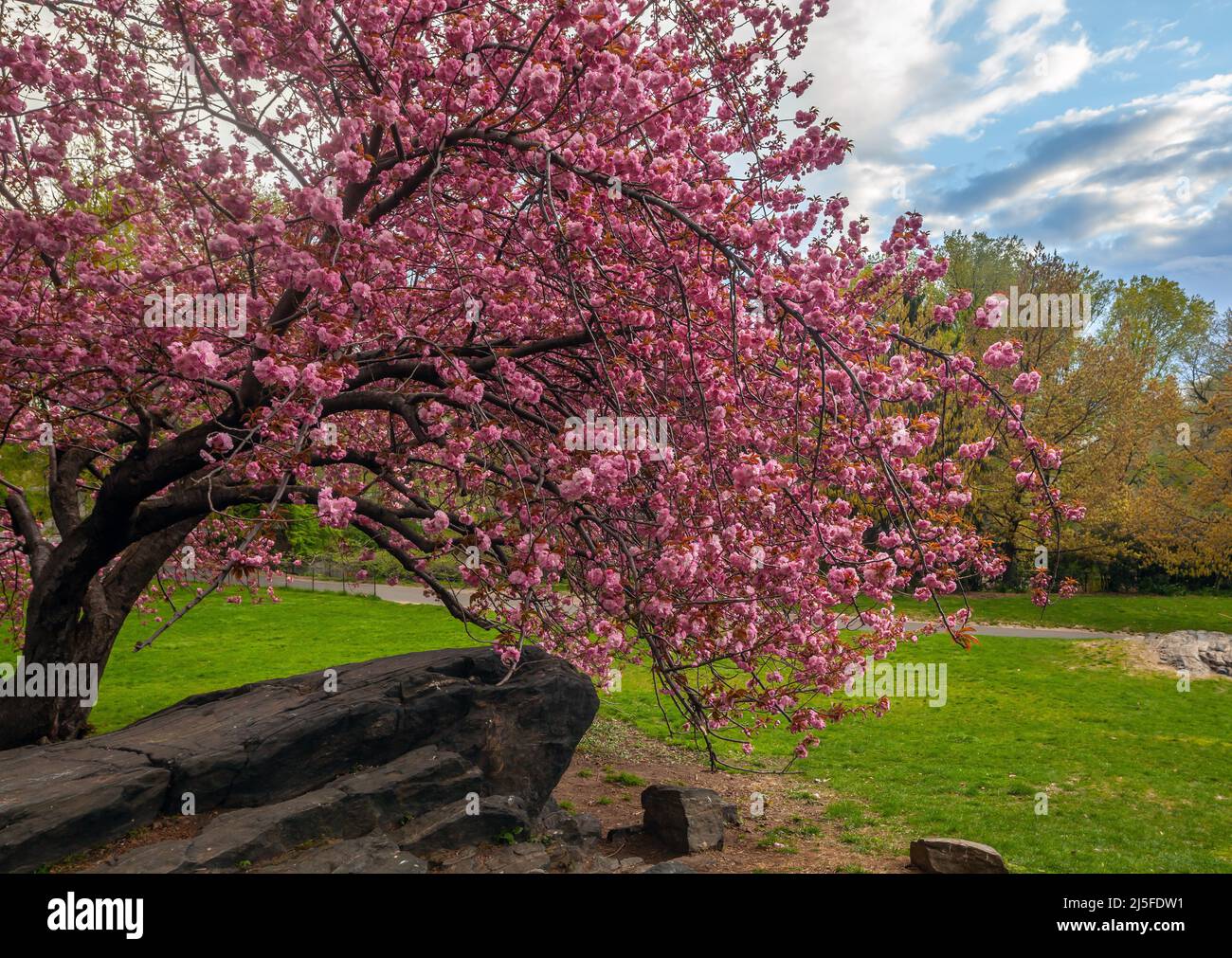 Spring Central Park Spring in Central Park, New York City Stock Photo - Alamy