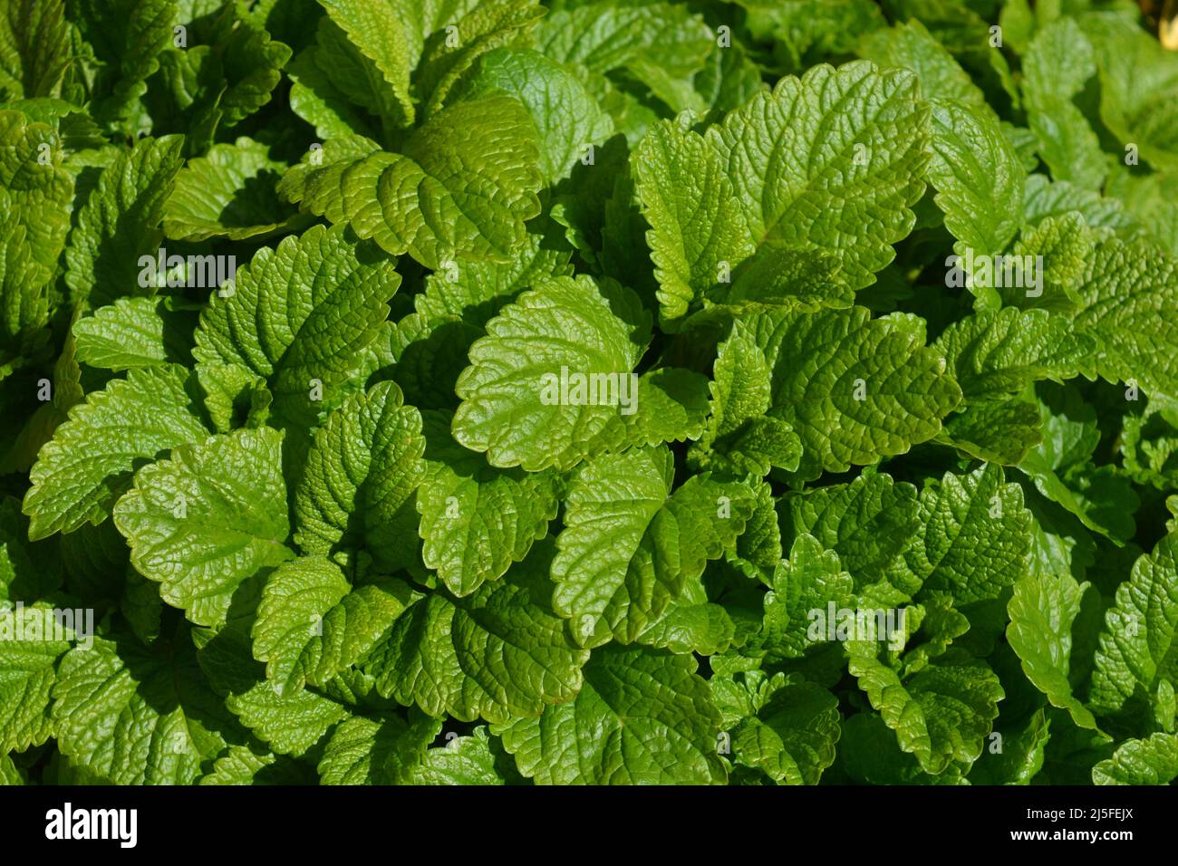 Fresh green leaves of Lemon Balm, also known as Melissa officinalis, a lemon scented herb Stock Photo