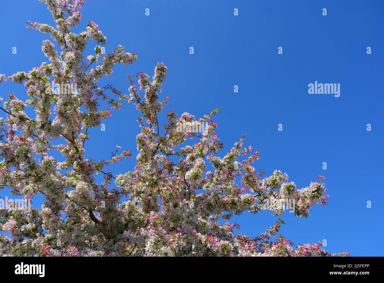 Crab apple, also known as Malus floribunda, blossom on branch against blue sky with copy space Stock Photo