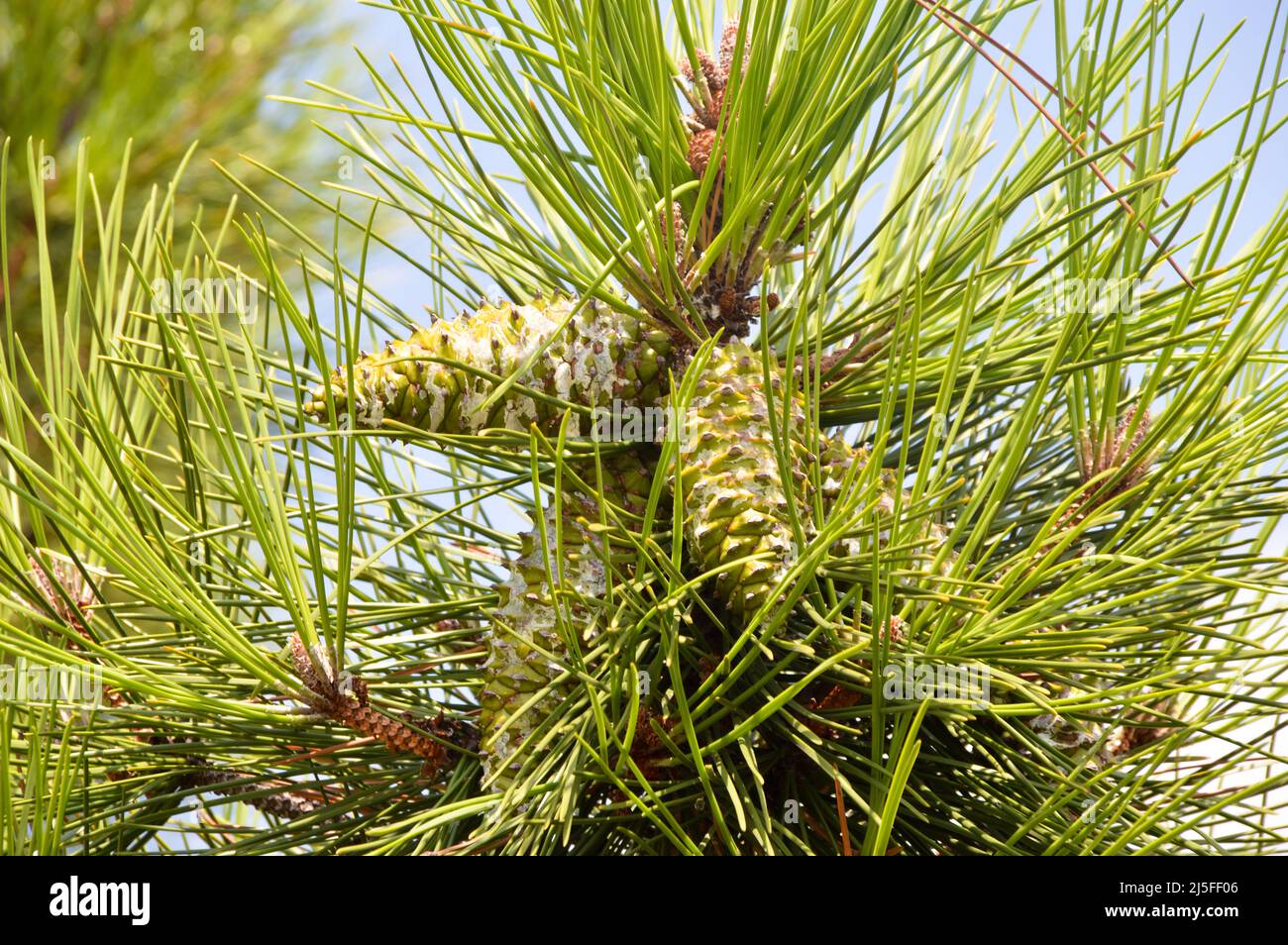 Needle leaf pine tree in its natural environment, pine tree in nature