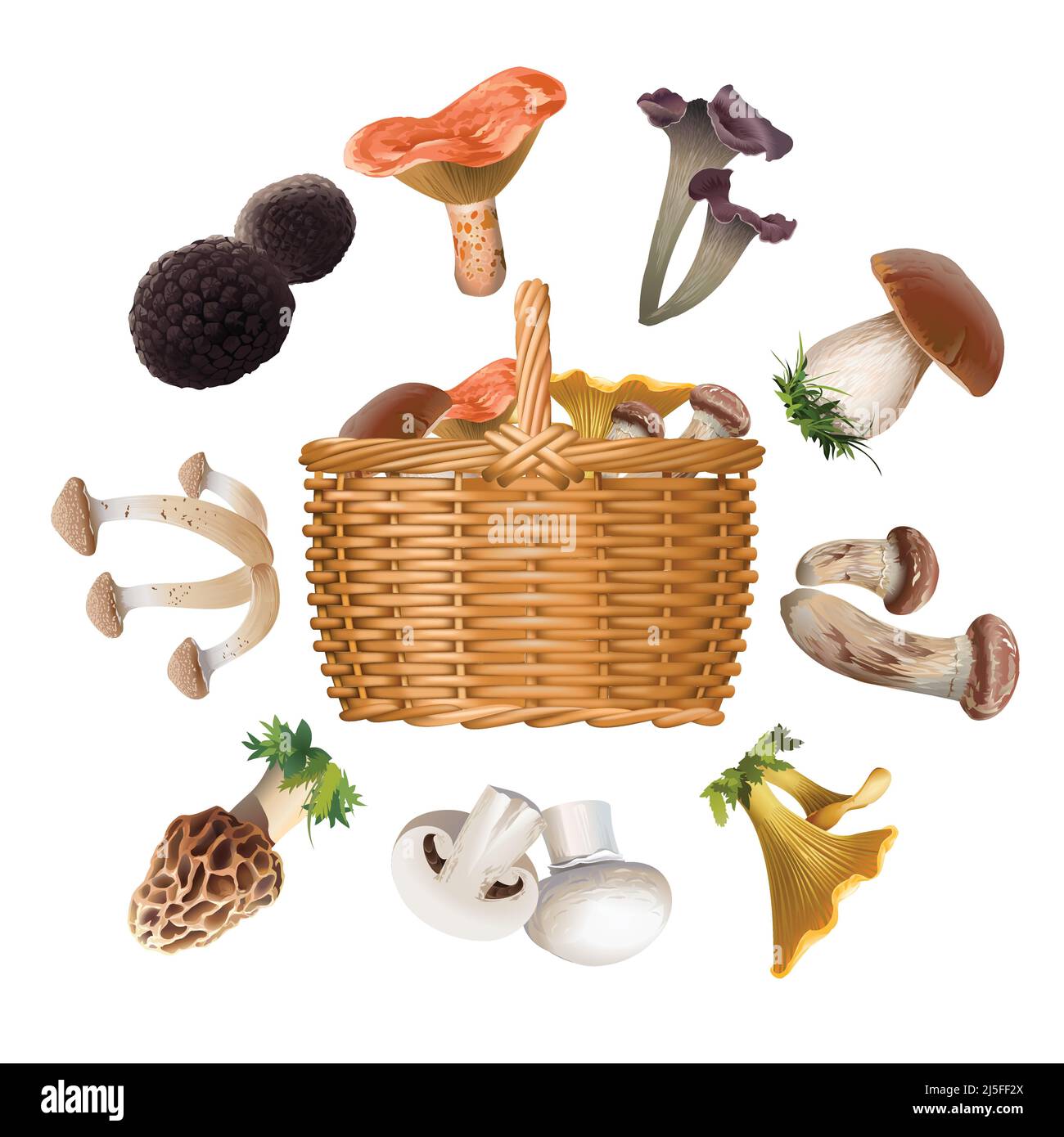 Vector collection of various species of edible mushrooms and basket with mushrooms isolated on white. Realistic style Stock Vector