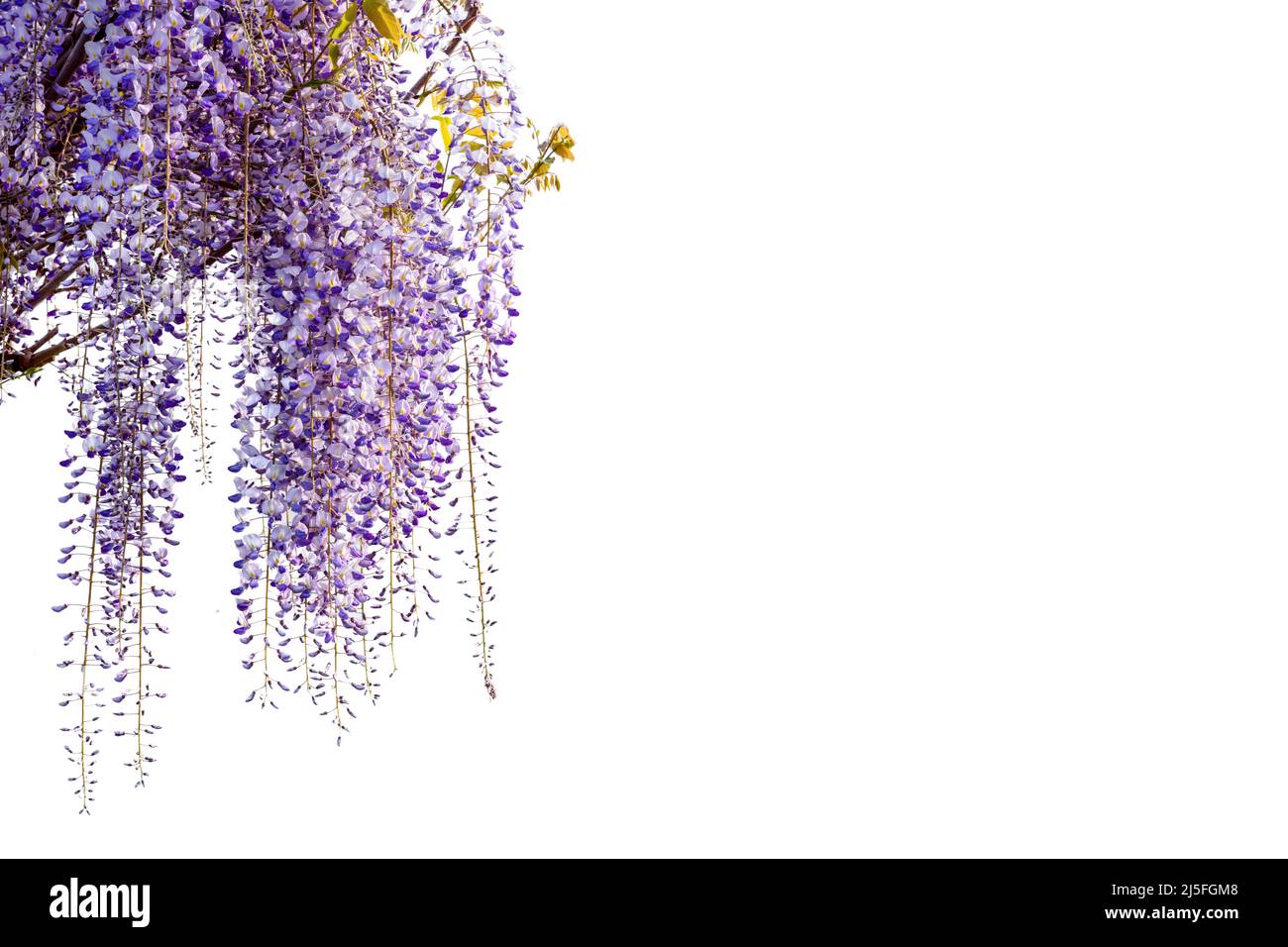 Wisteria flowers branch isolated on white, copy space, ideal for greeting  cards and banner or label or wallpaper Stock Photo - Alamy