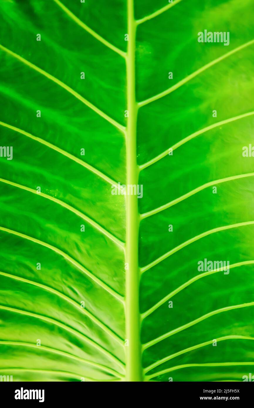 abstract Green leaf background Stock Photo Alamy