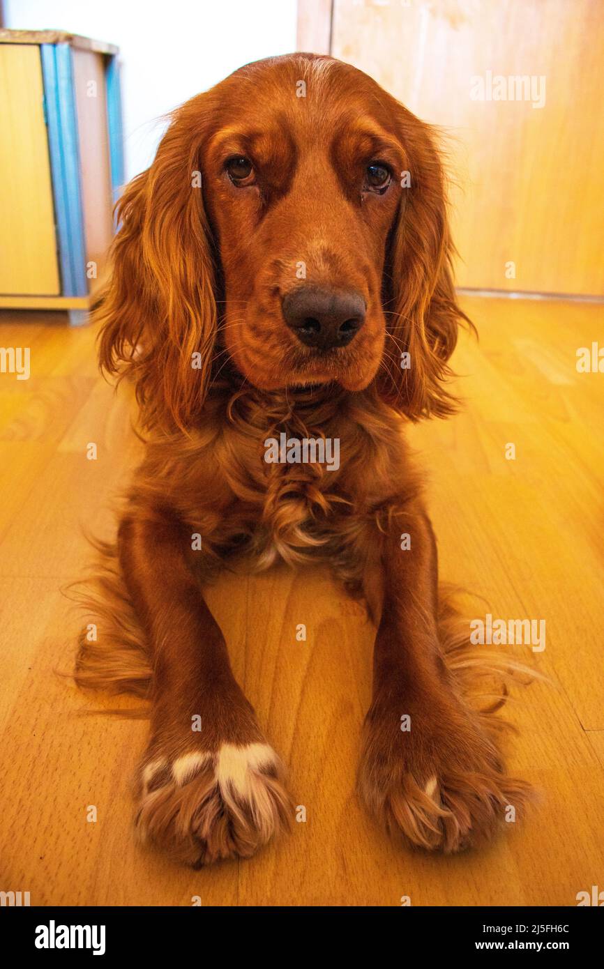 Cute puppy ten month old English Cocker Spaniel lying down at a room parquet floor Stock Photo