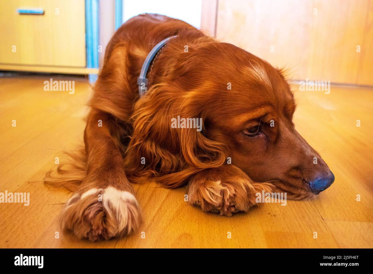 Cute puppy ten month old English Cocker Spaniel lying down at a room