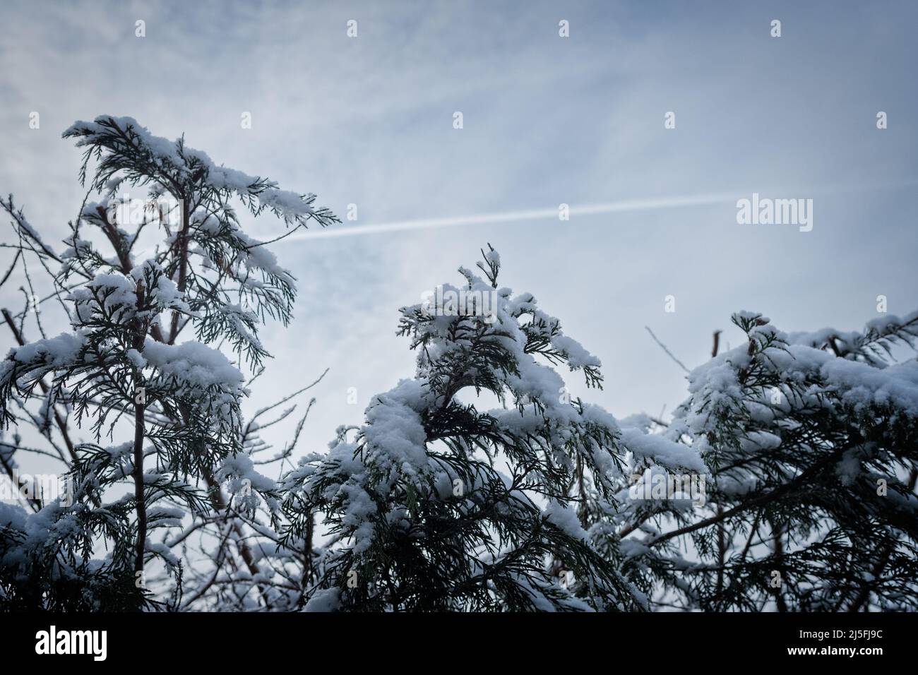 Snow on evergreen branches; top of leylandii hedge; out of focus sky with pale clouds and contrail in background; cool colours. Stock Photo