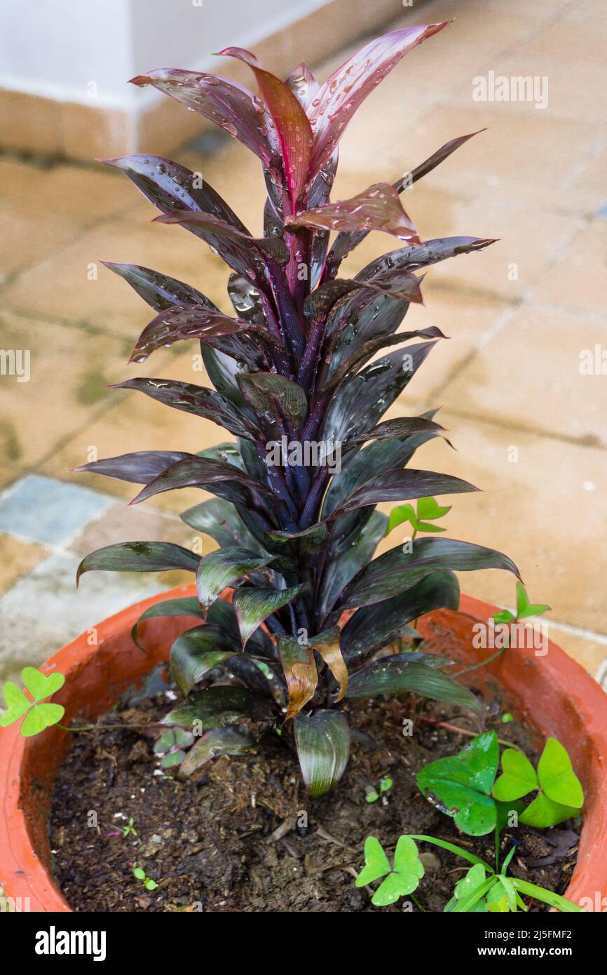 A Dracaena fragrans flower pot in an Indian house hold. Decorative plant. Stock Photo