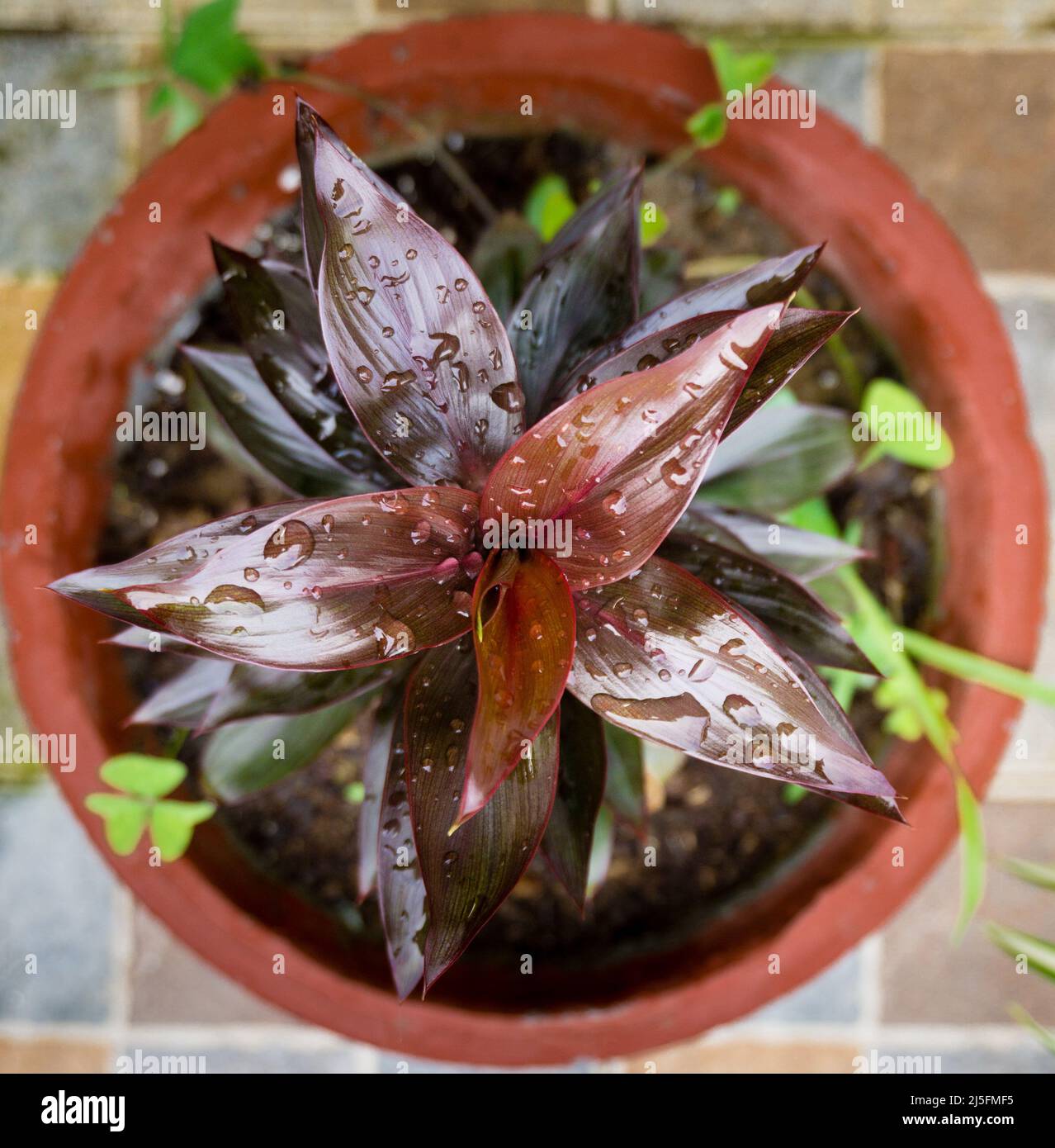 A top shot of Dracaena fragrans flower pot in an Indian house hold. Decorative plant. Stock Photo