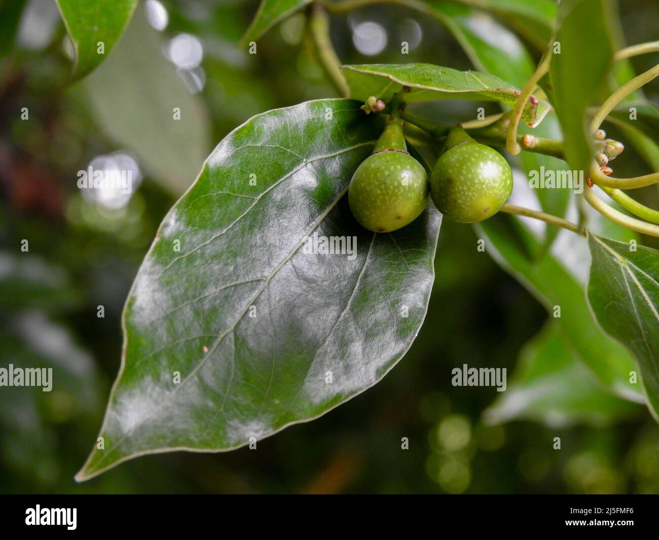 A close up shot of camphor laurel leaves. Cinnamomum camphora is a