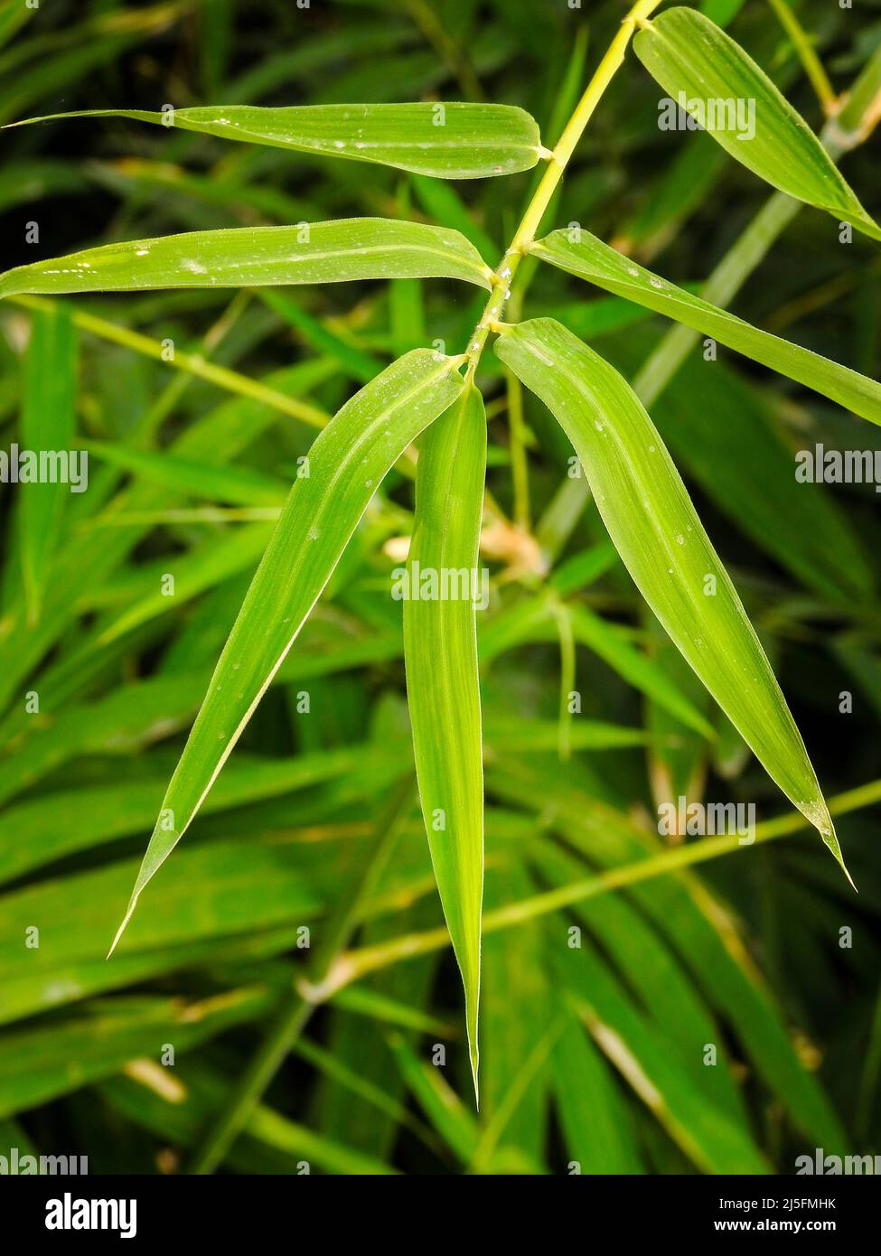 Bamboo Leaves. Bambusa tulda, or Indian timber bamboo, is considered to be one of the most useful of bamboo species. It is native to the Indian subcon Stock Photo