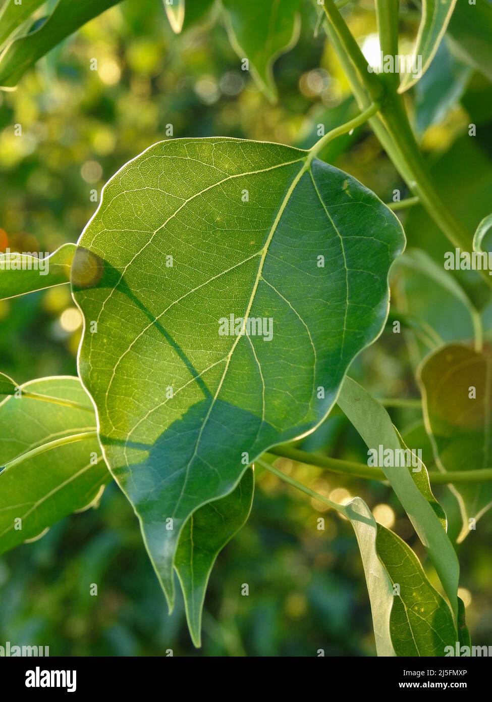 A close up shot of camphor laurel leaves. Cinnamomum camphora is a