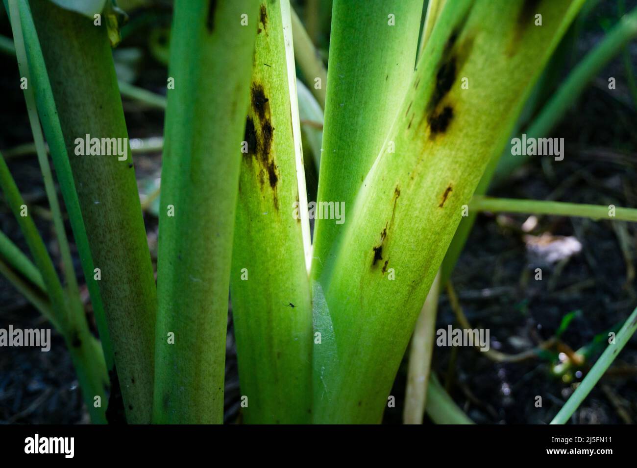 Root and stem of Taro plant, Colocasia esculenta is a tropical plant grown primarily for edible corms,a root vegetable most commonly known as taro, ka Stock Photo