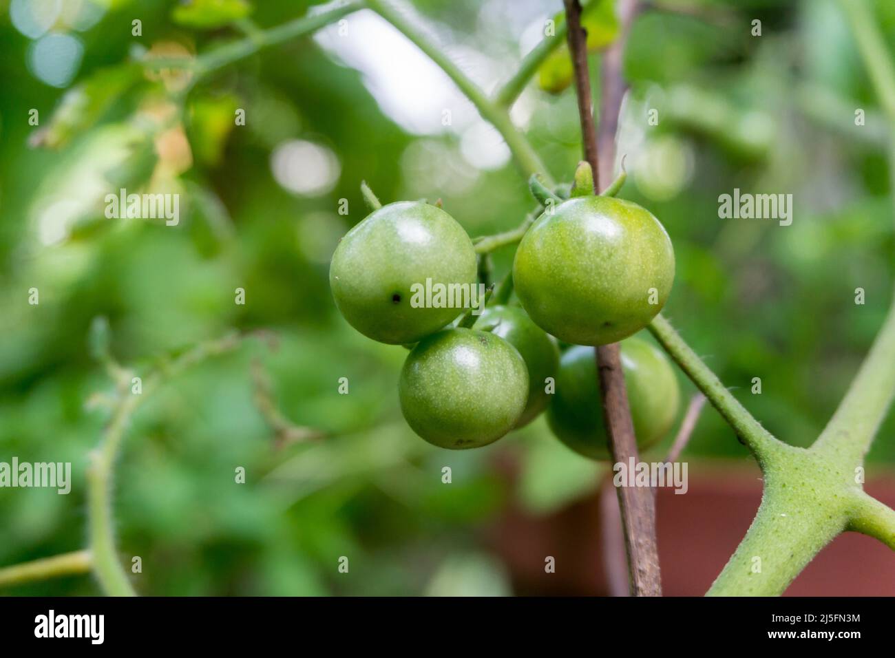 A closeup shot of raw cherry tomatoes. its is a type of small round tomato believed to be an intermediate genetic admixture between wild currant-type Stock Photo