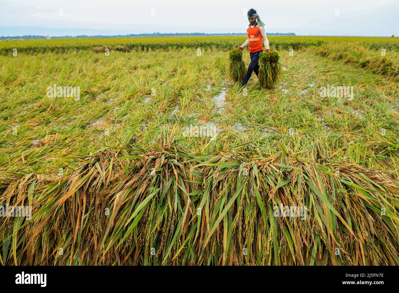 Carry rice bundles hi-res stock photography and images - Alamy