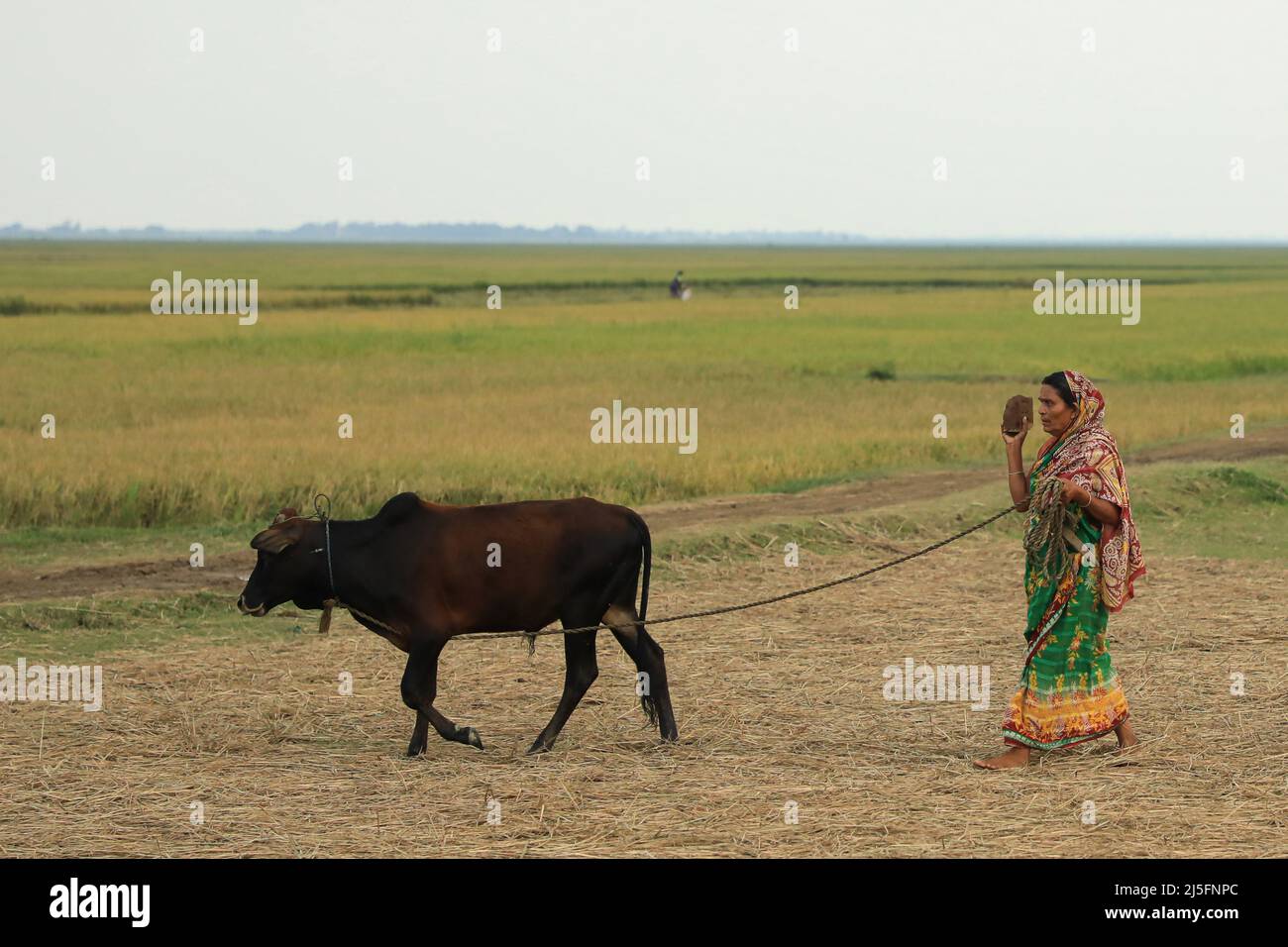 Sunamganj, Bangladesh. 20th Apr, 2022. A Bangladeshi woman returns home with her cattle in the village. (Photo by Md Manik/SOPA Images/Sipa USA) Credit: Sipa USA/Alamy Live News Stock Photo