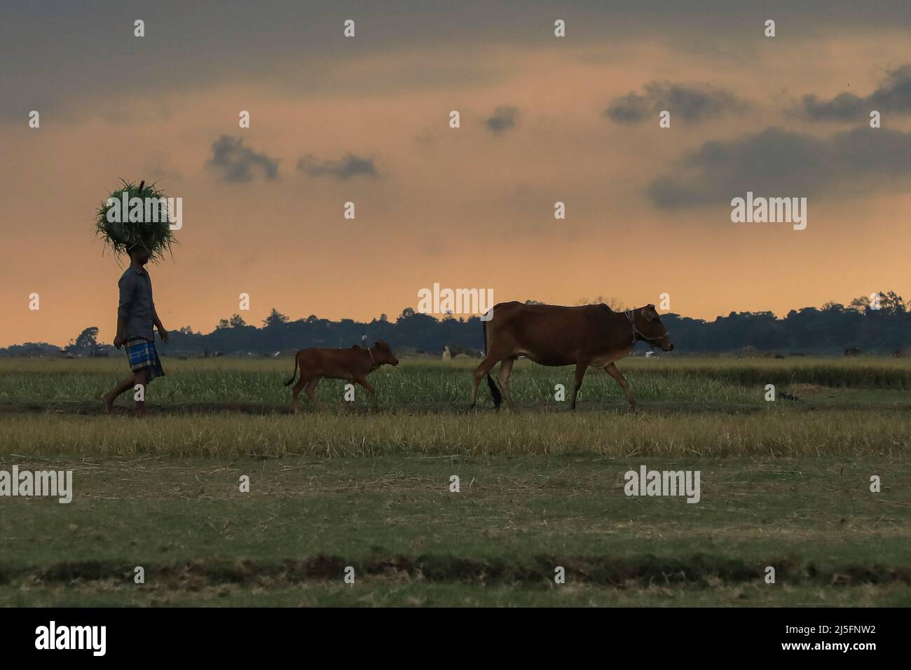 Sunamganj, Bangladesh. 20th Apr, 2022. A Bangladeshi farmer returns home with his cattle in the village. (Photo by Md Manik/SOPA Images/Sipa USA) Credit: Sipa USA/Alamy Live News Stock Photo