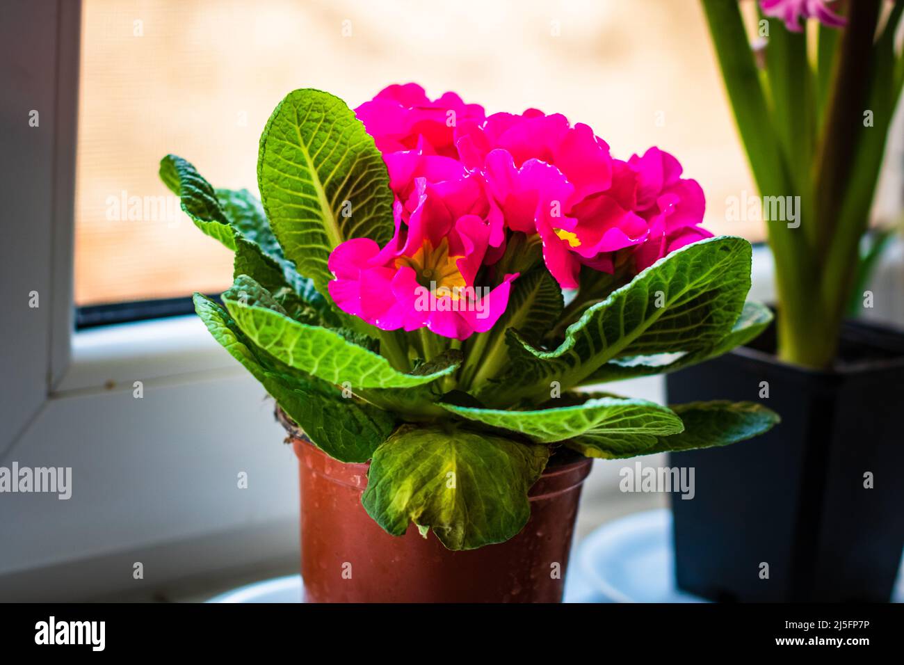 Beautiful spring lilac flowers. Lilac flower blossom Stock Photo - Alamy