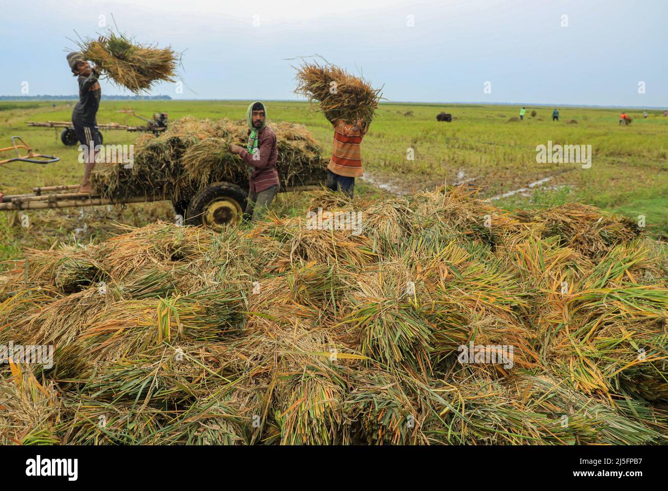 Local Rice Heap Huge heap of harvested rice by farmers in a haor. (Photo by Md Manik ...