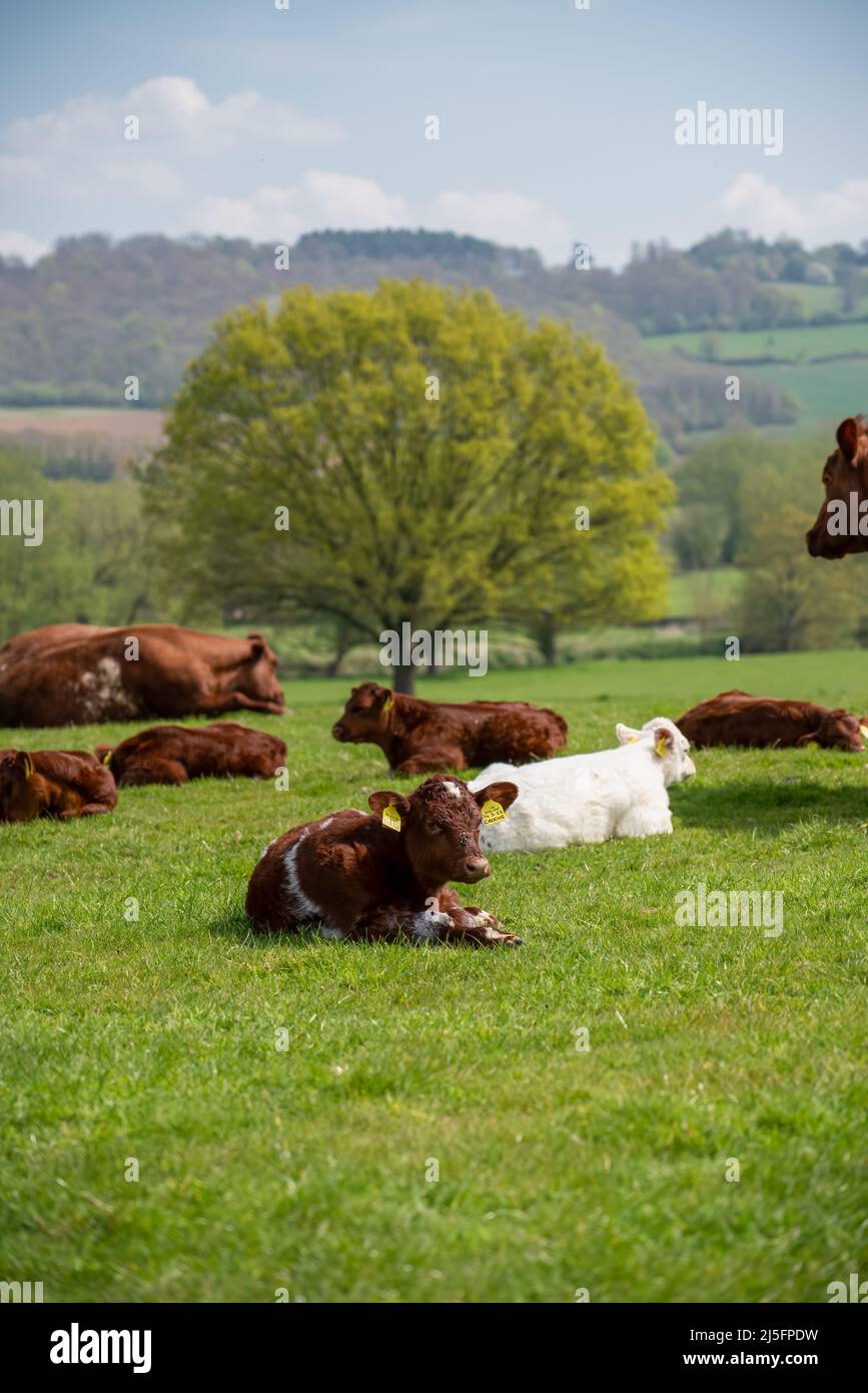 a small herd of brown and white cows and young calves with a single beech tree in the background, Lacock Wiltshire Stock Photo