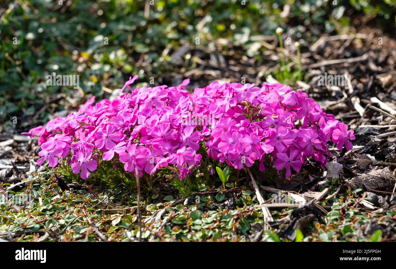 close up of flowering pink purple creeping phlox in spring Stock Photo