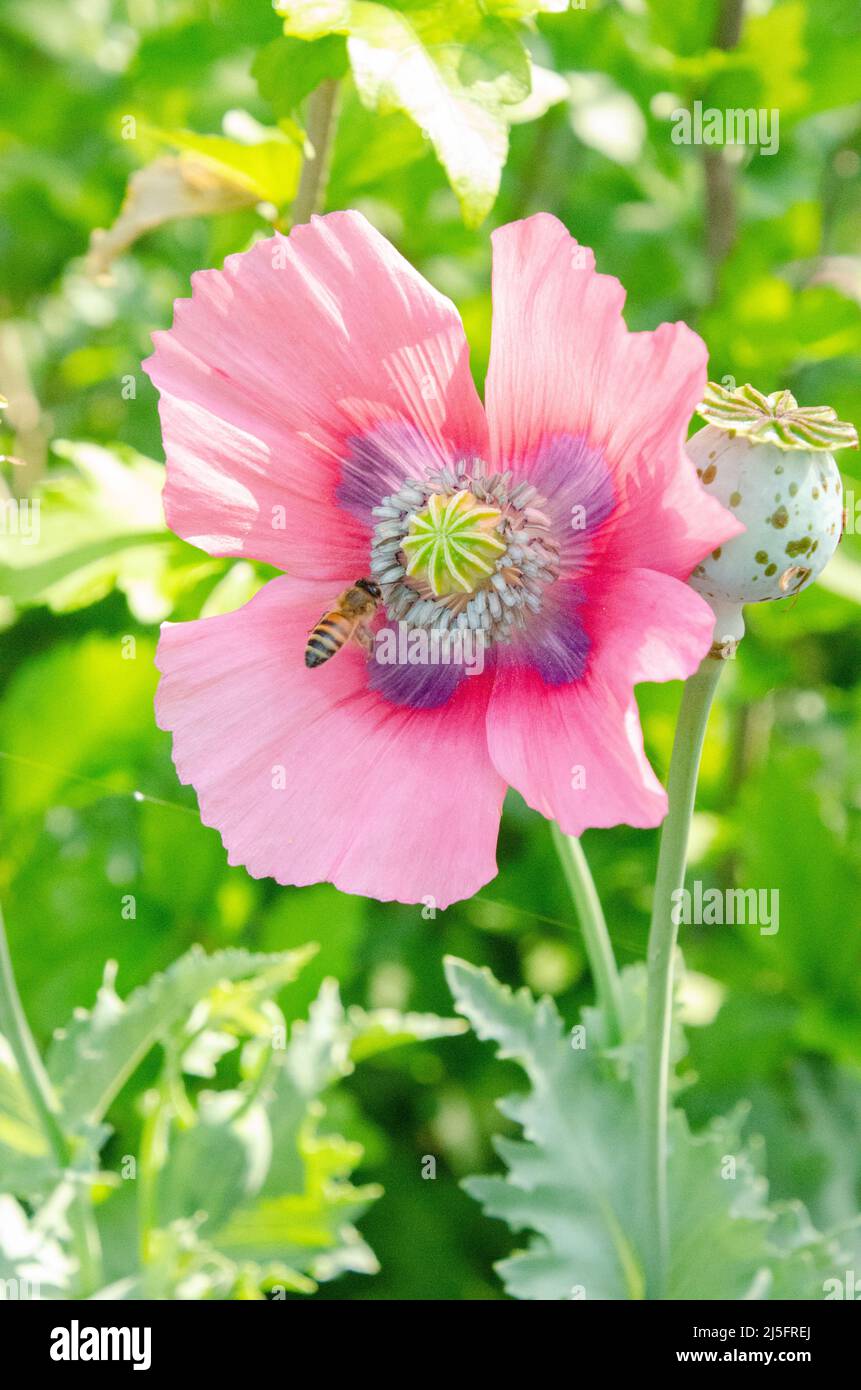 A bee visiting a blooming pink oriental poppy. Stock Photo