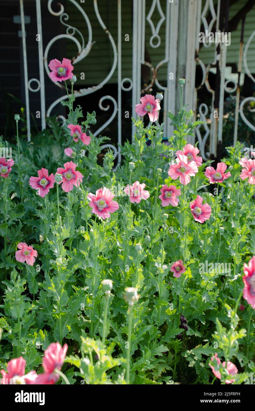 A group of oriental poppies against a green metal trellis. Stock Photo