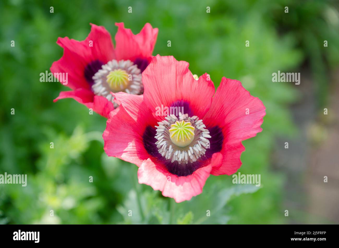 Two red oriental poppies in the  sun. Stock Photo