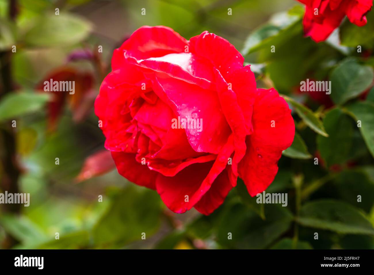 Close up photo of a red rose in a garden isolated Stock Photo - Alamy