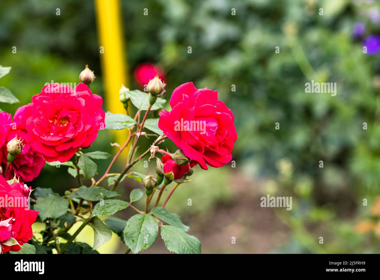 Close up photo of a red rose in a garden isolated Stock Photo - Alamy