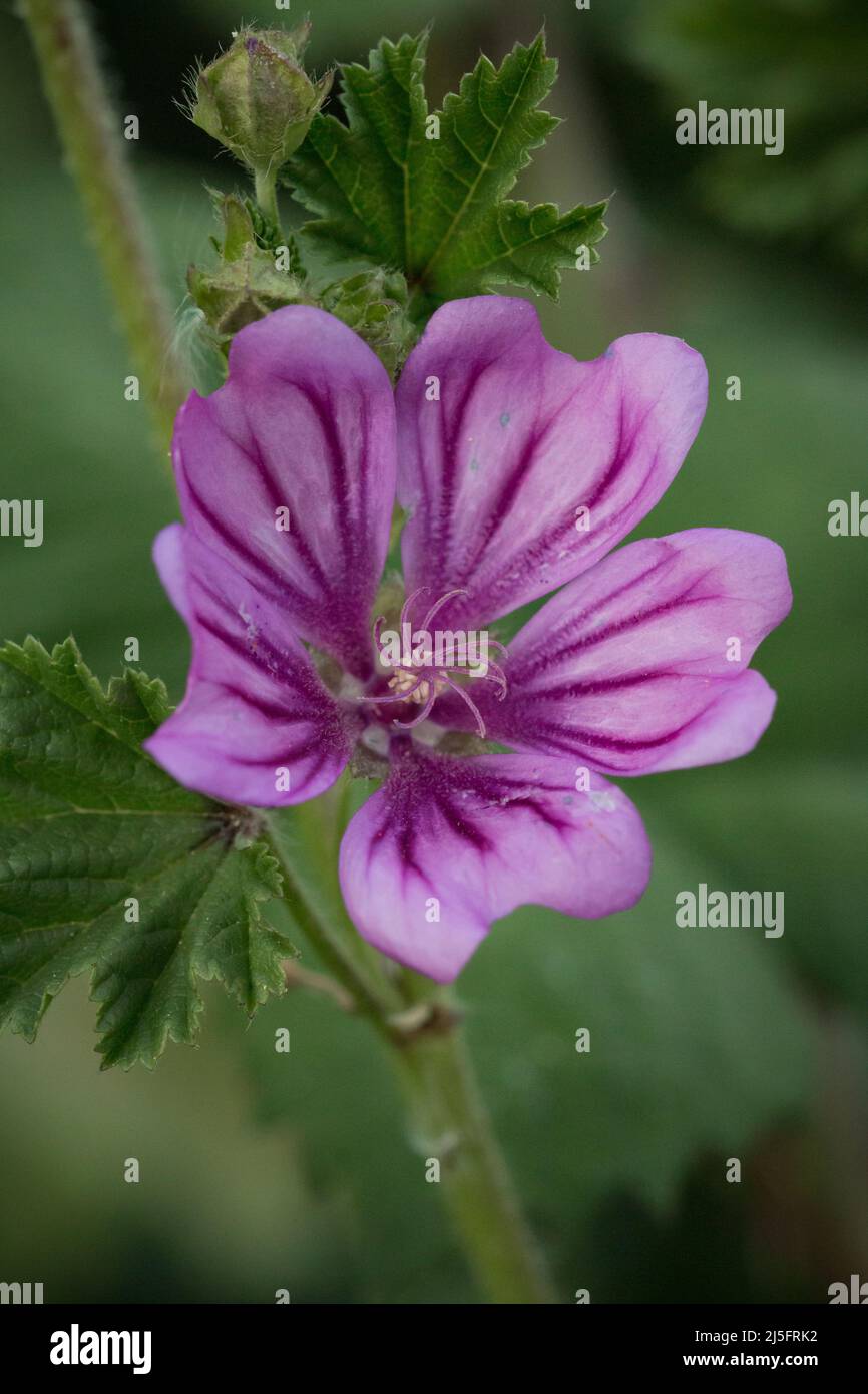 Close up image of a hedgerow cranesbill flower (Geranium pyrenaicum) growing in waste ground in Newmarket, Suffolk Stock Photo